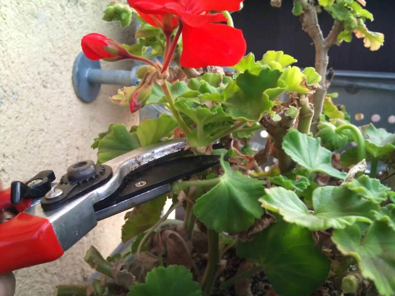 Корешок герани. Герань после зимы. Весенняя обрезка пеларгонии. Прищипка пеларгонии. Пеларгония прищипка рассады.