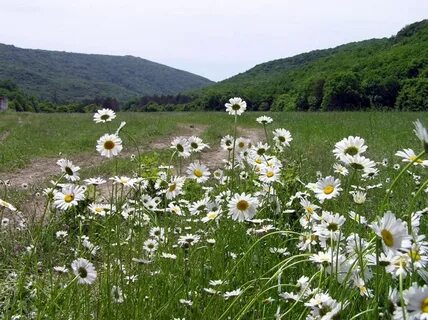 Природа закубанской равнины