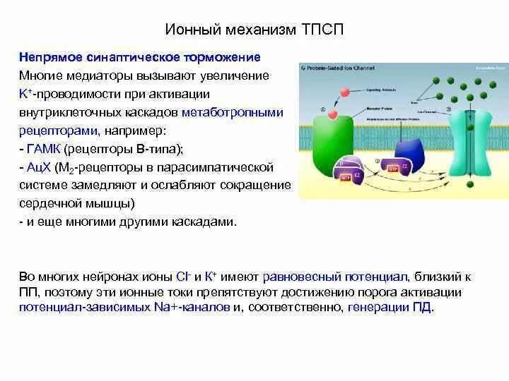 Ионные механизмы пд. Механизм возникновения мембранного потенциала покоя. Ионный механизм формирования потенциала действия. Ионные механизмы пд. Ионный механизм физиология.