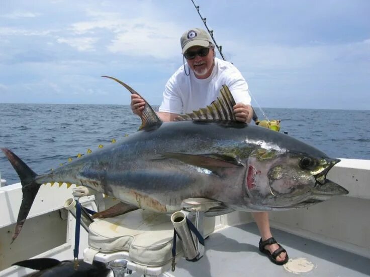 Рыба шери. Рыба носач красное море. Sea big fish. Рыбалка «на море». Махи-махи бали.