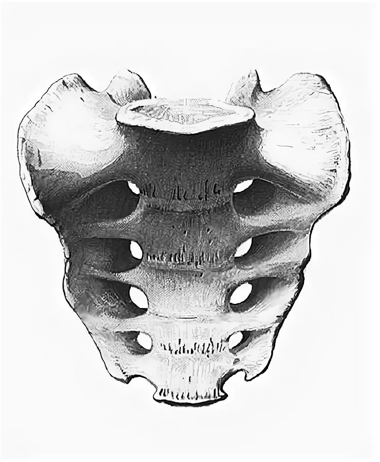 Крестец 5 позвонков. Крестцовые позвонки анатомия. Крестцовый свод. Крестец строение без подписей.
