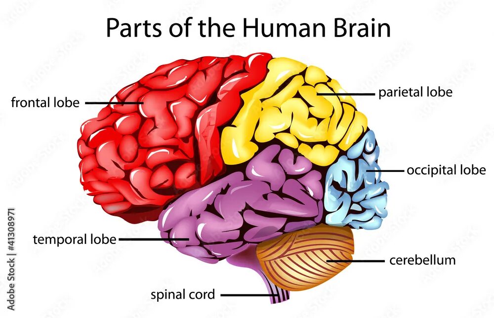 Brain worksheet. Диаграмма головного мозга. Intermediate brain anatomy. Parts of human brain. Строение мозга на английском.