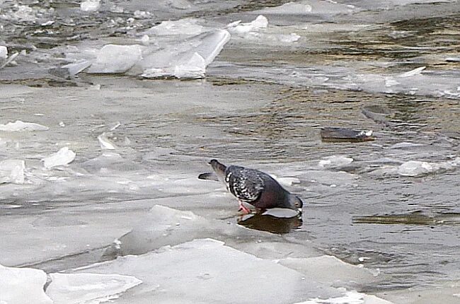 Голубь пьющий воду. Голубь пьет воду из лужи. Голуби пьют воду. Голубь пьет из весенней лужи. Голуби пьют воду из реки.