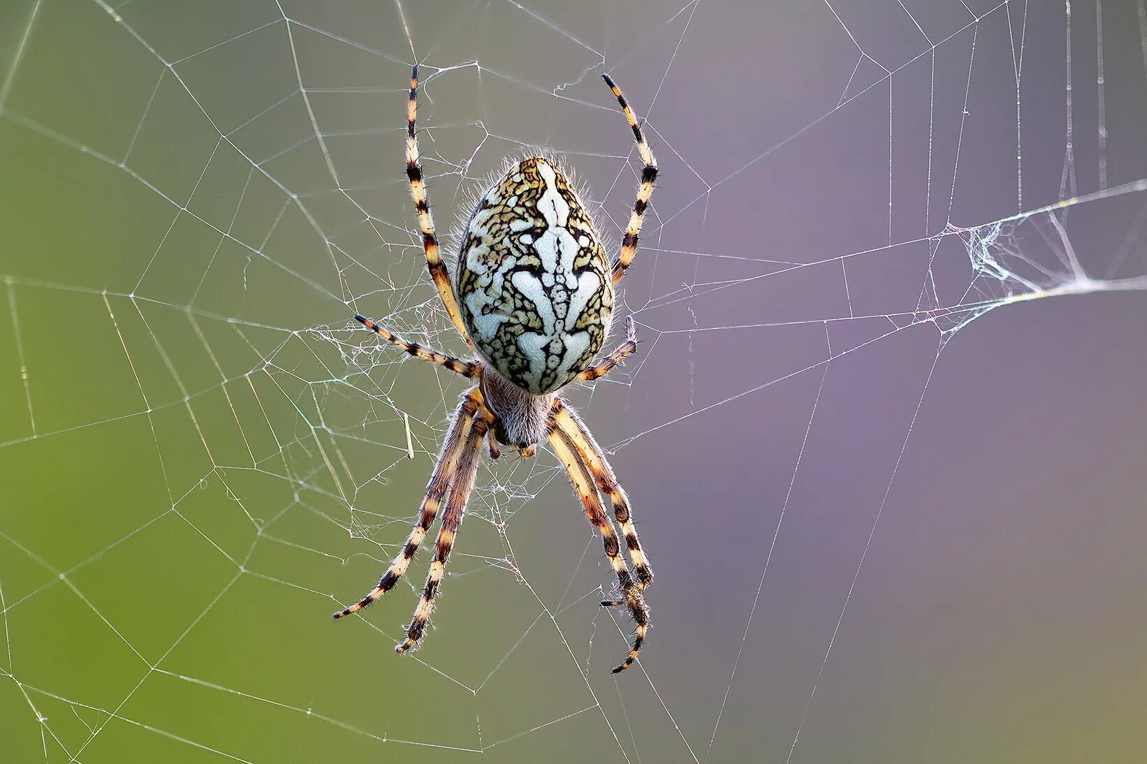 Пауки-кругопряды – araneidae. Садовый паук кругопряд. Argiope lobata пауки-кругопряды. Рогатый паук кругопряд. Araneus diadematus - крестовик.