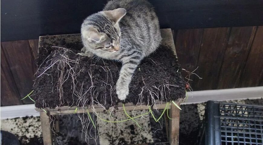 Как защитить рассаду от кошек на подоконнике. Кот и рассада. ограждение рассады от кошек. защита рассады от кошек на подоконнике. спасти рассаду от кота.