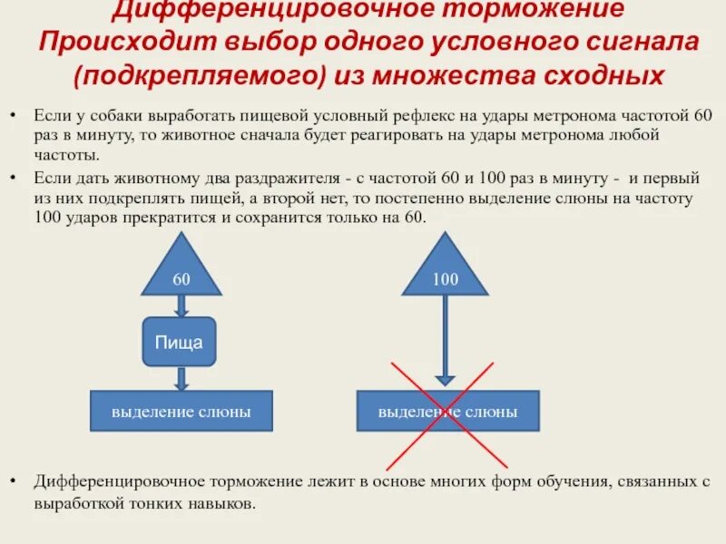 Дифференцировочное условное торможение. Условный пищевой рефлекс. Дифференцировочное торможение у собак. В основе выработки дифференцировочного торможения лежит явление. На скорость выработки дифференцировочного торможения сильно влияет.