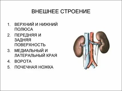 Почечные ноги