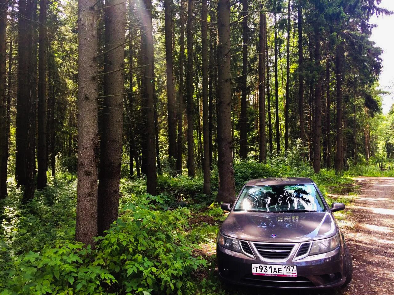 Капот в лесу. Машина в лесу. Черная машина в лесу. Машины которые в лесу. Автомобили много лес.