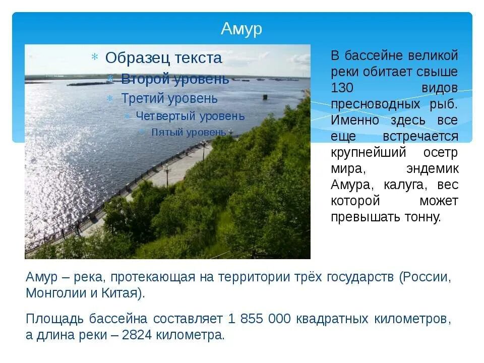 Амур в какое море. Описание реки Амур 4 класс. Презентация на тему река Амур. Проект про реку Амур. Рассказ о реке Амур.