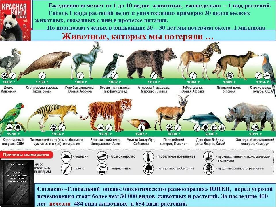 Исчезающие виды животных. Вымирание видов животных и растений. Вымирающие виды животных. Вымирающие виды животных и растений. Дикая сколько по времени