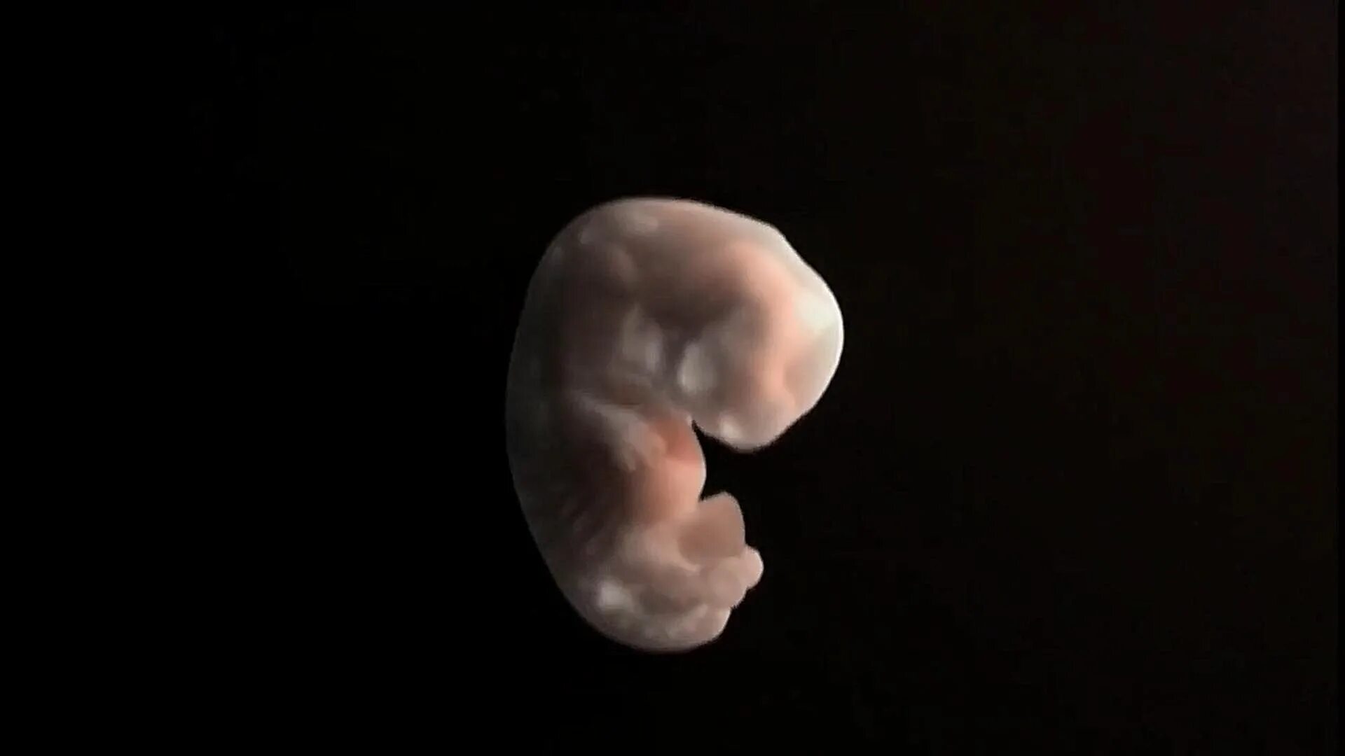 7 недель и 6 дней. Эмбрион на 8 неделе беременности. Зародыш человека 7 недель.
