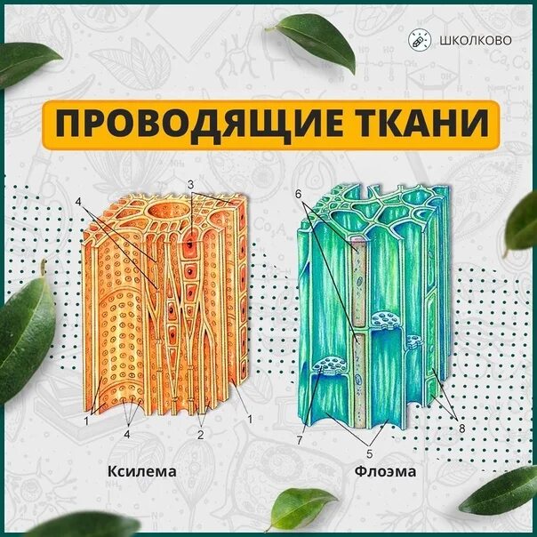 Проводящие ткани ксилема и флоэма. Ткани растений ксилема флоэма. проводящие ткани: ксилема (древесина) и флоэма (луб).. проводящие ткани ксилема растений ксилема. ткань корня флоэма ксилема.