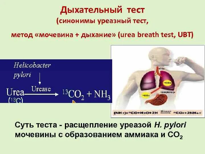 13с-уреазный дыхательный тест. Дыхательный уреазный тест с мочевиной с13. 13 С уреазный тест. Дыхательная проба на хеликобактер.