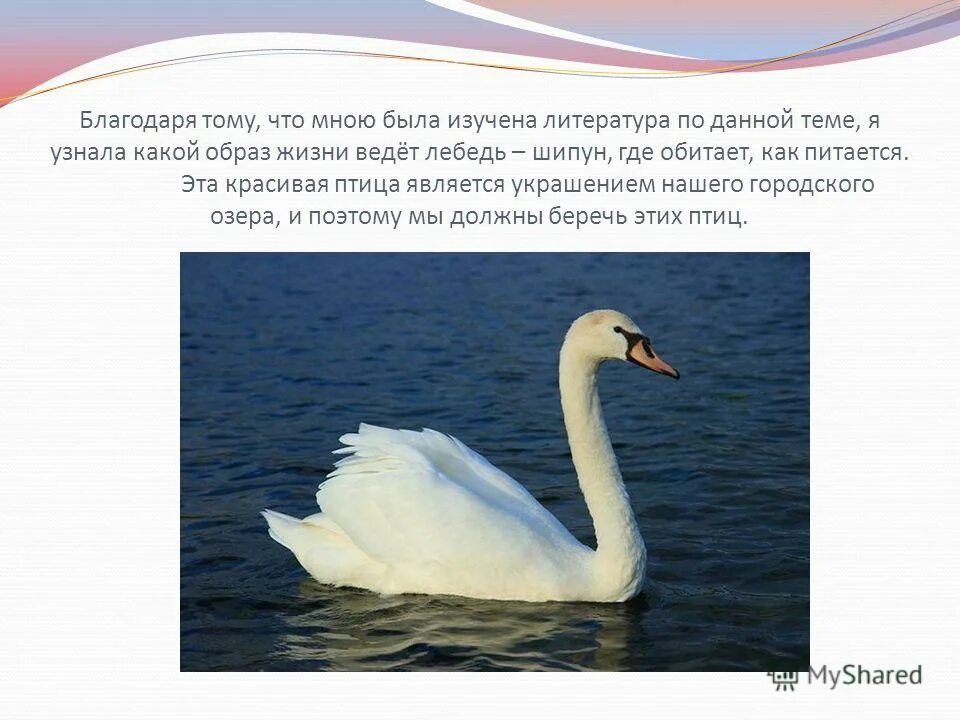 Информация о лебедях для 4 класса. Лебедь для презентации. интересные факты о лебедях.