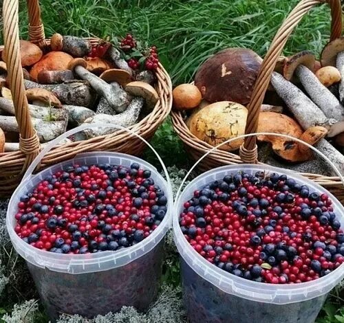 Ягоды и грибы приэльбрусья. Грибы и ягоды. Продаю грибы ягоды. Ведро ягод фото. Лисички в черничнике.