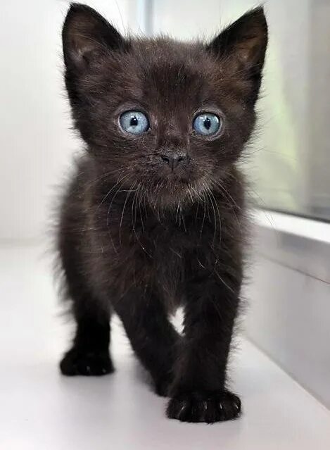 Черные котята с голубыми. Чёрный котёнок с голубыми глазами. Черный кот с голубыми глазами. Маленький черный котенок. Черные котята в добрые