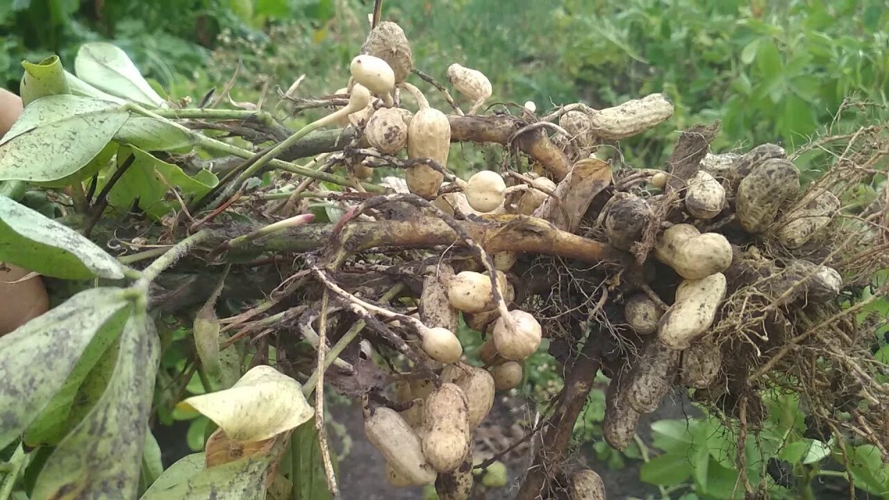 Земляной арахис. Какирастет арахис. Арахис куст. Орех арахис дерево.