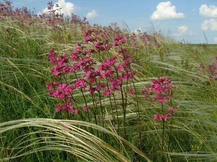 Луганский государственный заповедник реликтовое животное CompanySec.ru