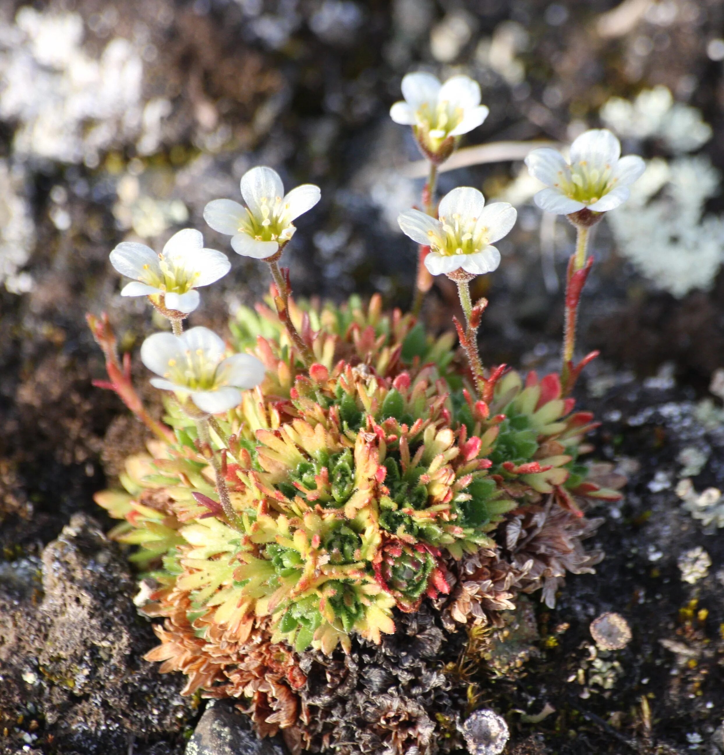 Камнеломка метельчатая (живучая, Saxifraga paniculata): посадка и уход, выращива