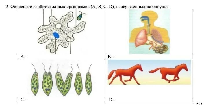 Какое свойство живых организмов изображено. Какое свойство живых организмов изображено на рисунке?. Общие свойства живых организмов. Какое общее свойство живых организмов изображено на рисунке.