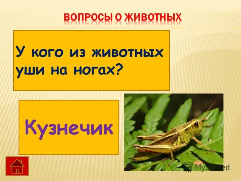 строение прямокрылых насекомых. прямокрылые саранча строение. внешнее строение кузнечика. орган слуха у кузнечика.