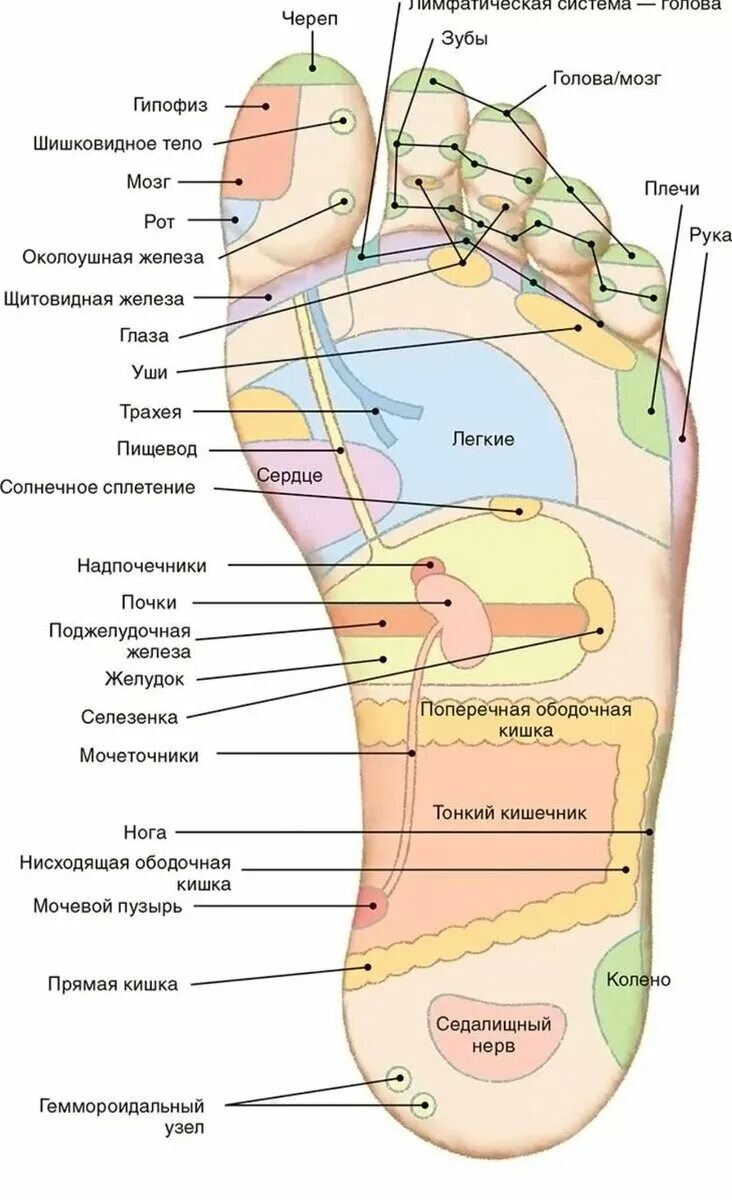 Акупунктурные точки на стопе человека правой ноги. Акупунктурные точки на стопе человека схема расположения. Подошва ноги- точки проекции внутренних органов. Активные точки стопы акупунктура. Область подошвы