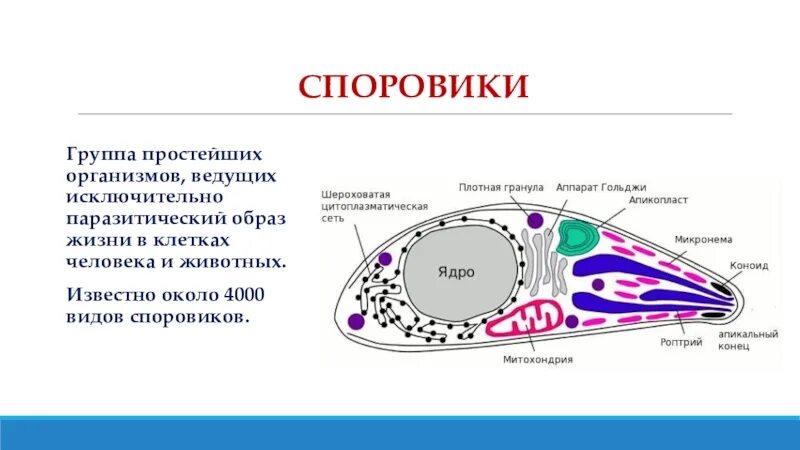 Споровики простейшие. Клетка споровика. Тип Споровики общая характеристика. Общая характеристика споровиков.