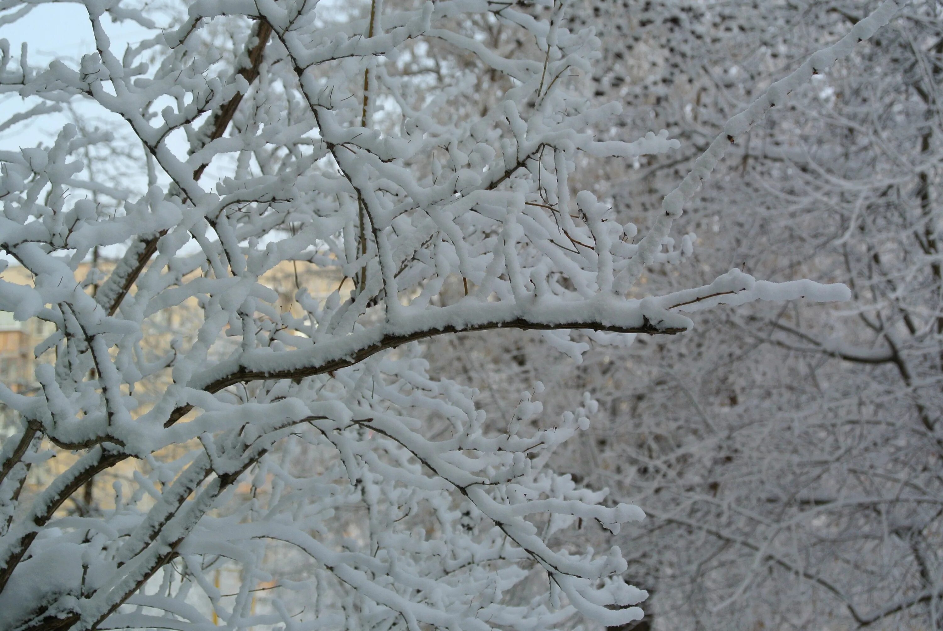 Едва сойдет снег как на деревьях. Деревья в снегу. Кряжистые снежные деревья. Снежное дерево 1227. Заснеженные деревья СВГ.