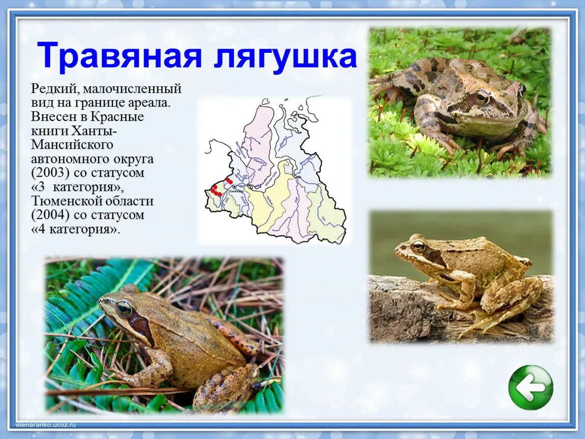Почему лягушка погибает. Ареал травяной лягушки. Ареал обитания лягушек. Классификация лягушки травяной. Травяная лягушка сообщение.