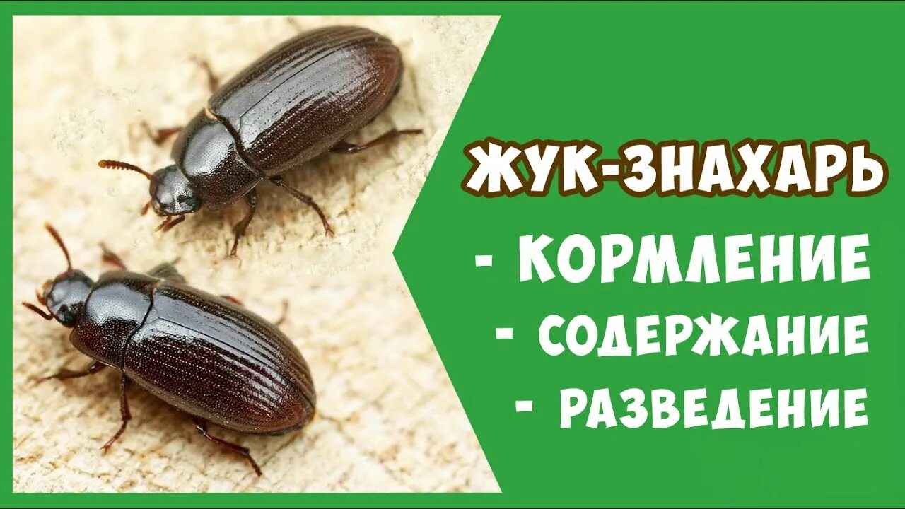 Знахарь читать содержание. Чернотелка жук знахарь. аргентинский жук лекарь. жук-целитель, жук-лекарь;. жук знахарь содержание.