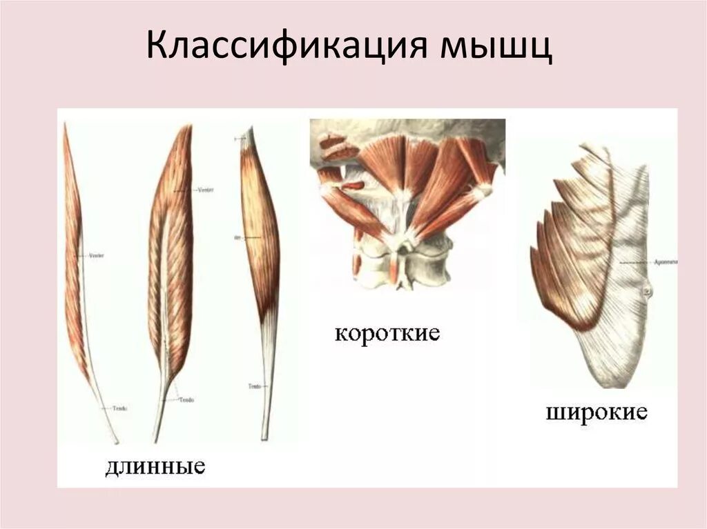 2 виды мышц. Длинные короткие широкие мышцы. мышцы по форме длинные короткие. длинные широкие короткие и круговые мышцы. классификация мышц.