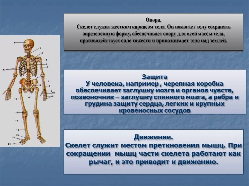 Сообщение о скелете. Опорно-двигательная система человека. Скелет опора тела. Опора и движение опорно-двигательная система.