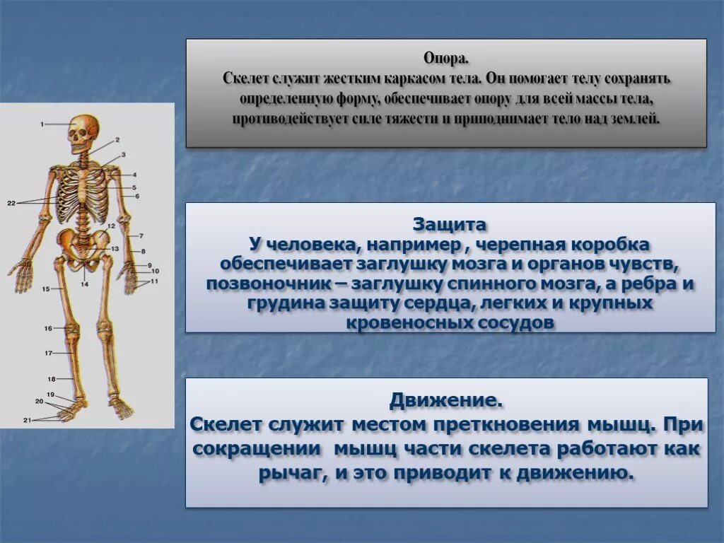 Скелет является опорой тела. Опорно-двигательная система человека. сообщение о скелете. скелет опора тела. опора и движение опорно-двигательная система.