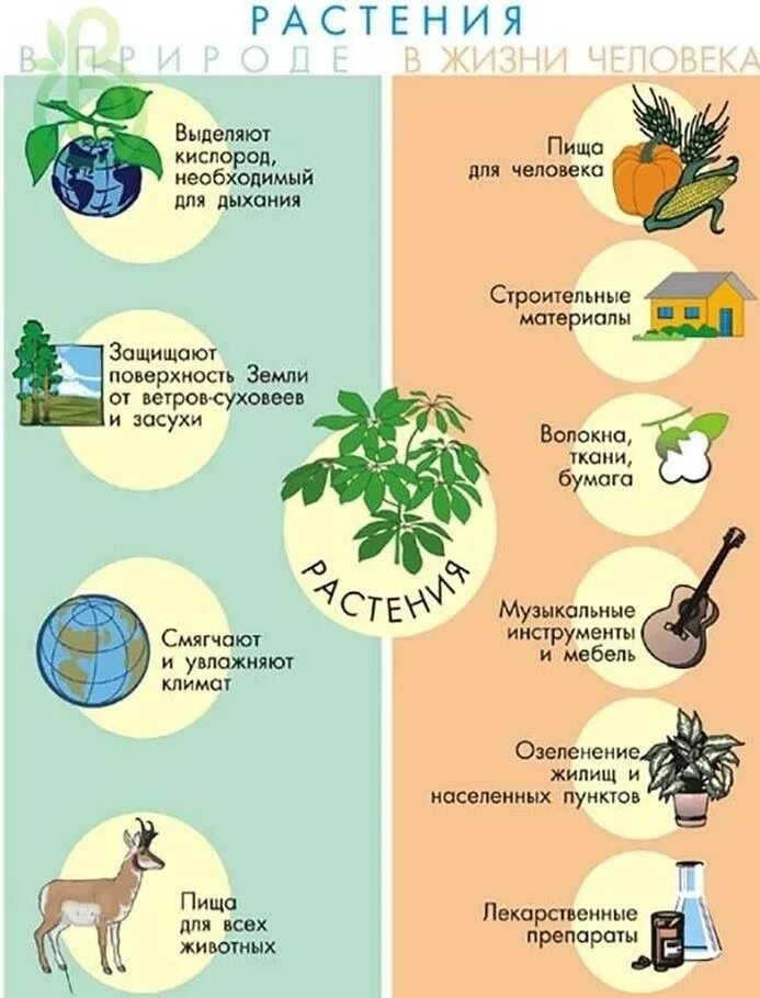 Какое значение для растения. Роль опмтений в природе. Роль растений в природе. Роль растений в природе и жизни человека. Коль растений в природе.