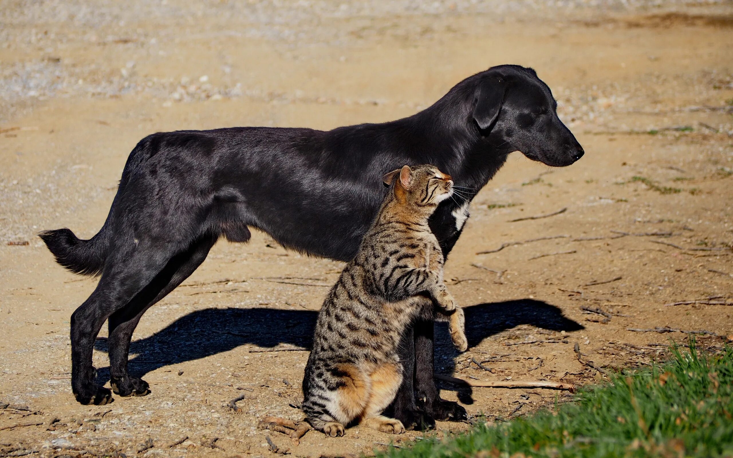 Большие собаки и кошки. Кошки и собаки. Rjireb b CJ,FRB. Дружба животных. Собака и кошка вместе.