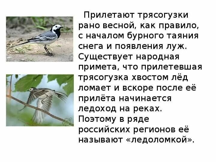 Трясогузки текст