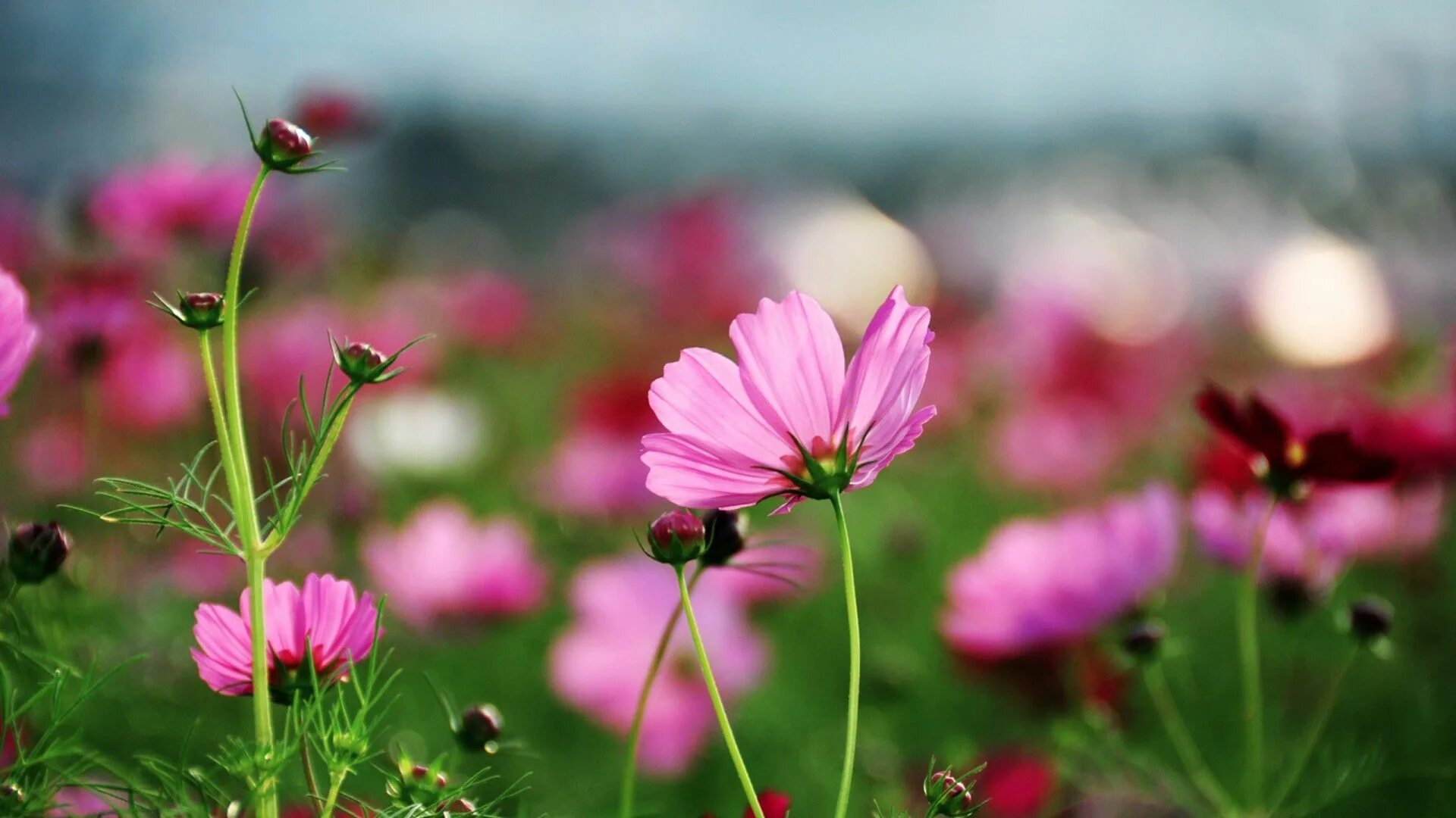 Flower nature. Космея Луговая. Космея медонос. Космея поле Южная Корея. Южная Корея поле космея горы.