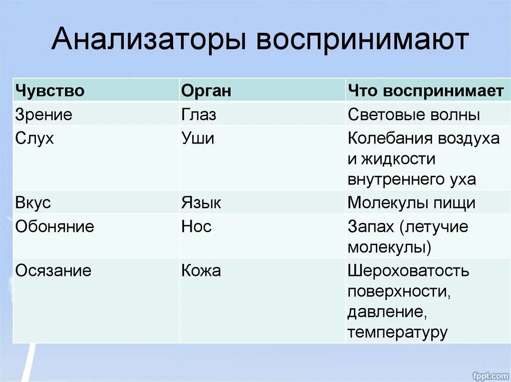 Органы чувств примеры. Анализаторы органы чувств. Органы чувств таблица. Строение органов чувств таблица. Анализаторы воспринимают таблица.