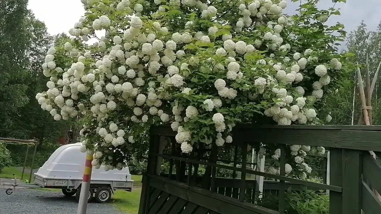 Бульденеж кустарник время цветения декоративная калина (86 фото)