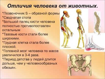 У человека в отличие от животных развиты