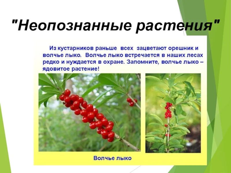 Проект о лесных опасностях второй класс. Опасные растения в лесу. лесные опасности окружающий. лесные опасности презентация. сообщение о лесных опасностях.