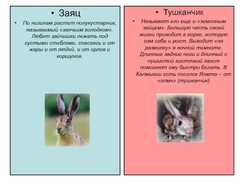 Тип отношений заяц заяц. Тушканчик. заяц заяц заяц. тушканчик описание. тушканчик рисунок.
