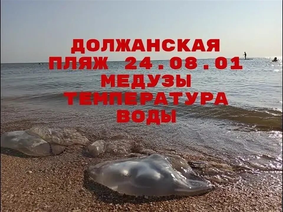 Должанская коса медузы 2024. Белосарайская коса медузы. Станица должанская серфприют коса долгая. Должанская коса медузы 2024. Азовское море должанка.