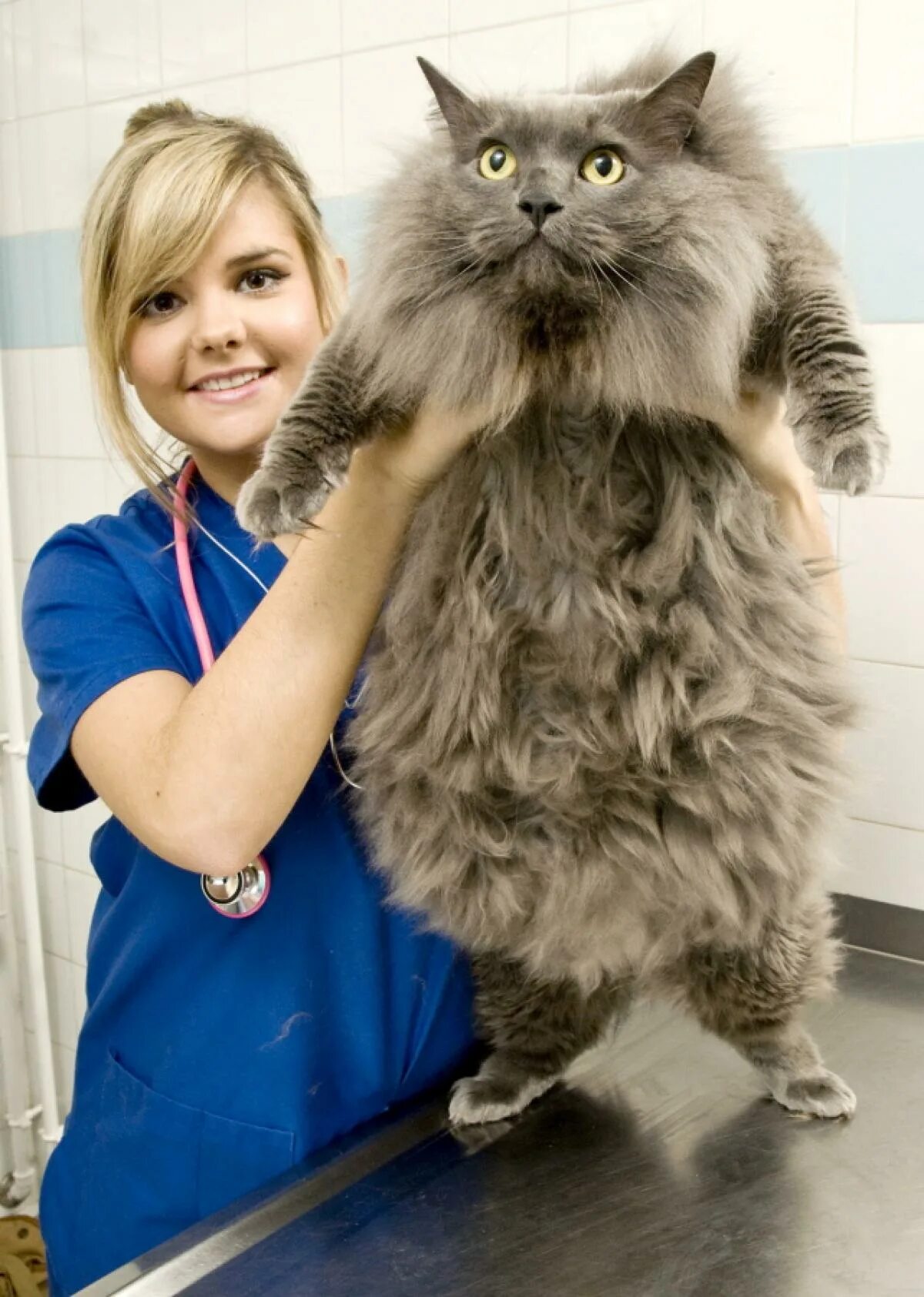 Порода мейн кун. Самую главную кошку. Гигантский кот мейн кун. Крупные коты мейн кун. Самую главную кошку.