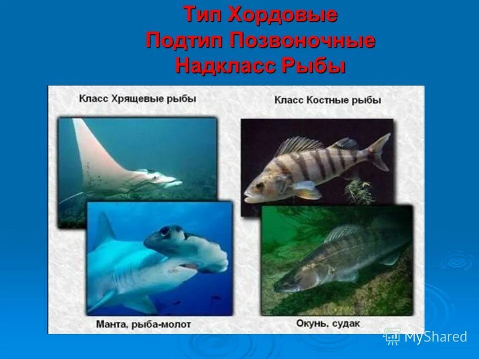страны и рыбы. страна рыбы. рыба вектор. музей рыбы и рыбоедов, елизово. музей рыбы и рыбоедов камчатка.