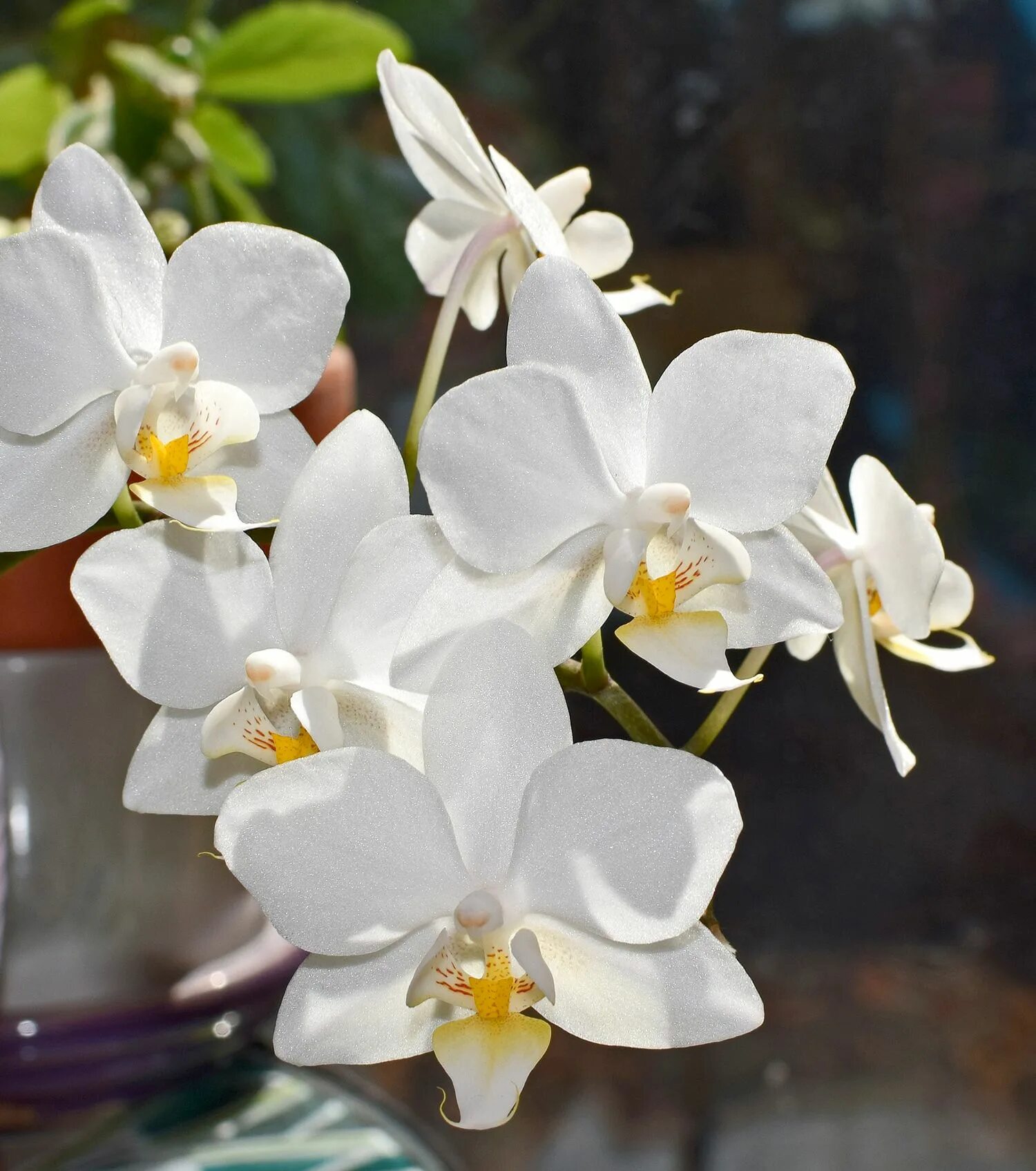 Pin by Molly Bickel on Gardens in 2020 Orchids, White orchids, Artificial plants
