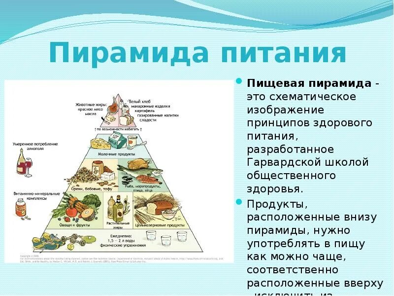 Основу базис пирамиды питания составляют. Основание пирамиды питания. пирамида питания воз 2025. пирамида здорового питания для детей. гарвардская пирамида здорового питания.