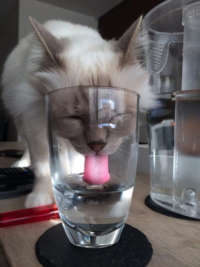 Вот зазвенел сушняк. Кот в стакане. Кошка пьет. Котик пьет воду. Котик со стаканом воды.
