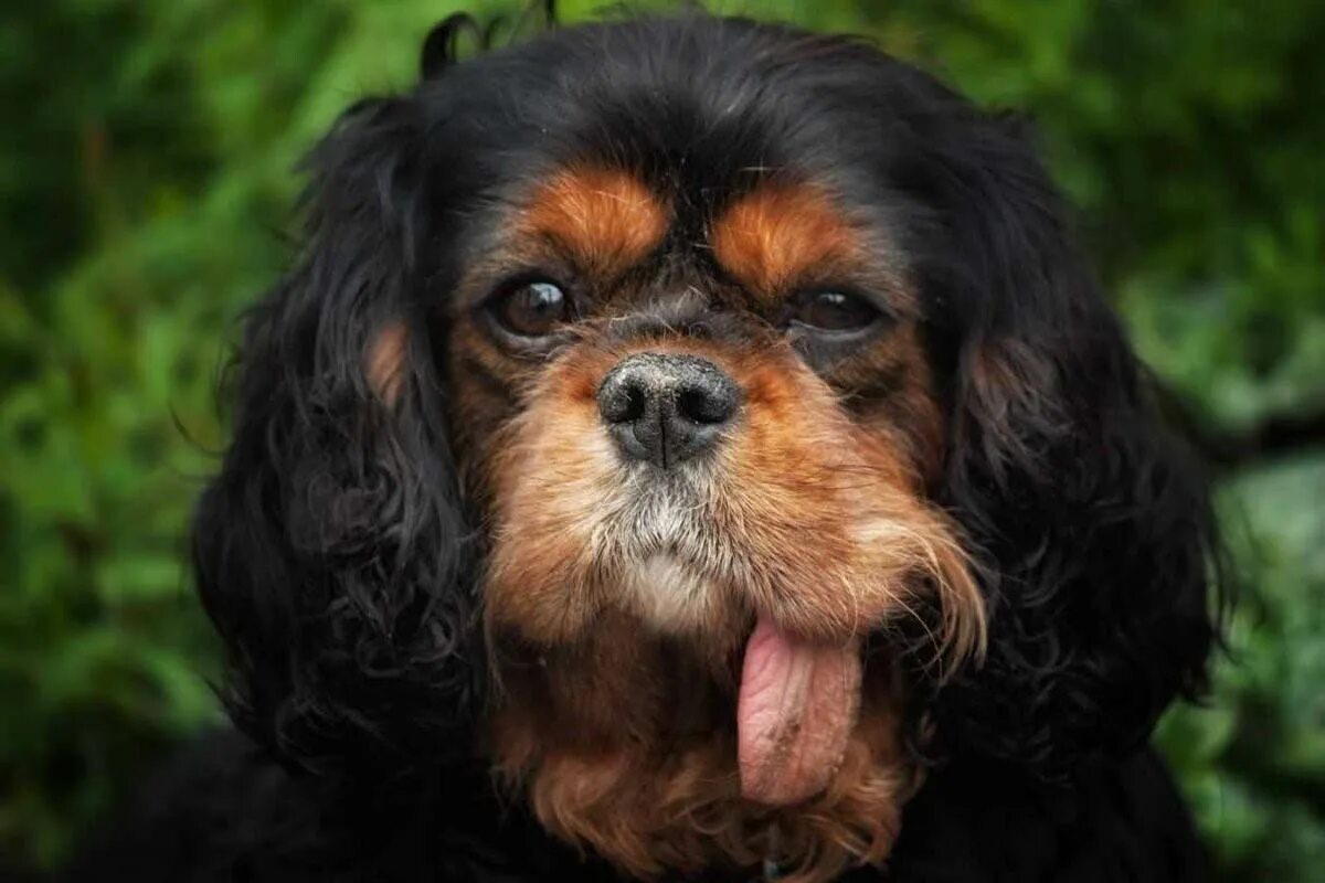 Кавалер кинг чарльз спаниель черный с подпалом. Черно подпалый кавалер. Кавалер кинг чарльз спаниель черный. Кинг чарльз спаниель черно-подпалый. Кавалер чарльз спаниель черно подпалый.