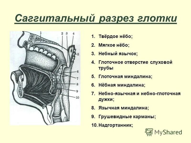 Валики глотки. Трубный валик слуховой трубы. Глоточное отверстие слуховой трубы. Небно-глоточное отверстие.